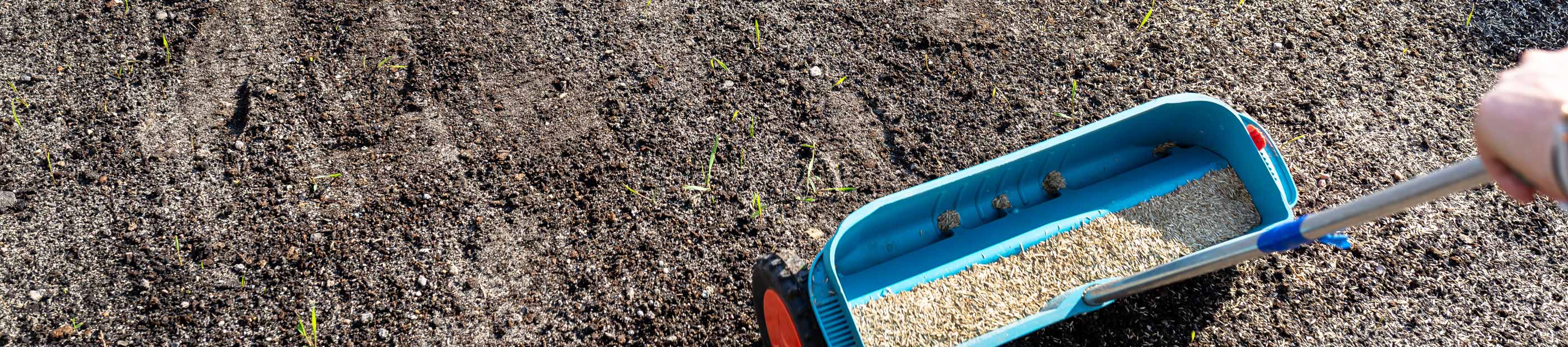 Rasen- und Pflanzensaat kaufen bei TerraDomi