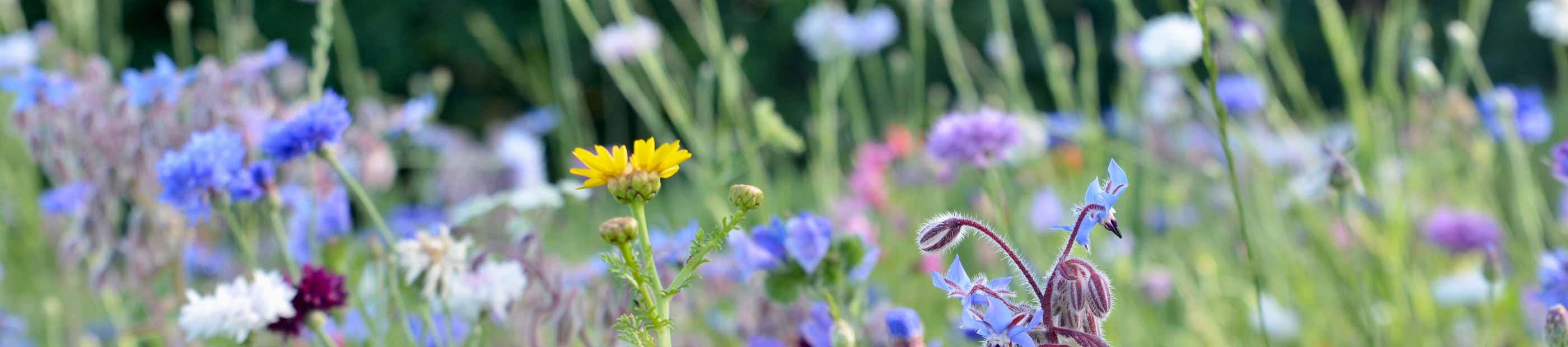 Blumensaat / Blumenmischungen kaufen bei TerraDomi