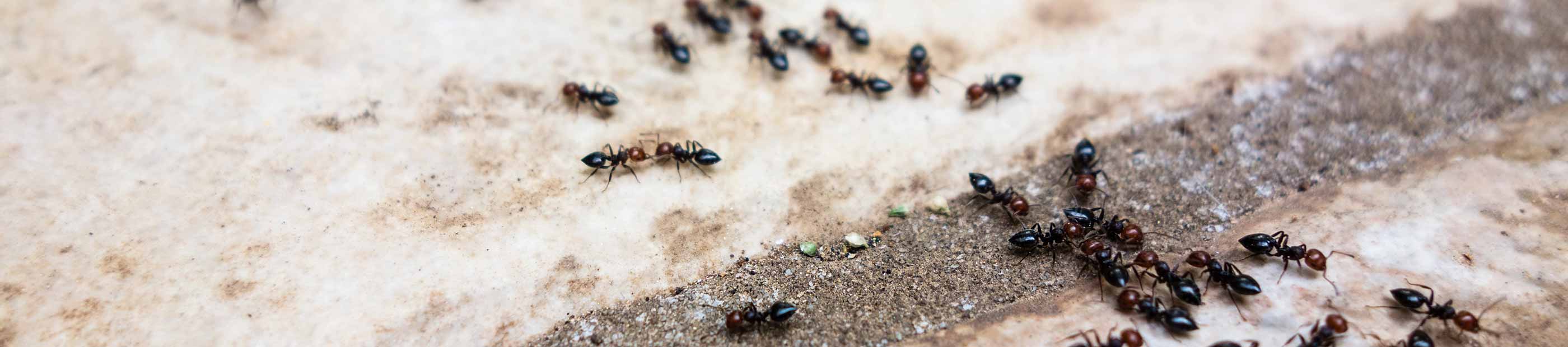 Insektenschutz kaufen bei TerraDomi