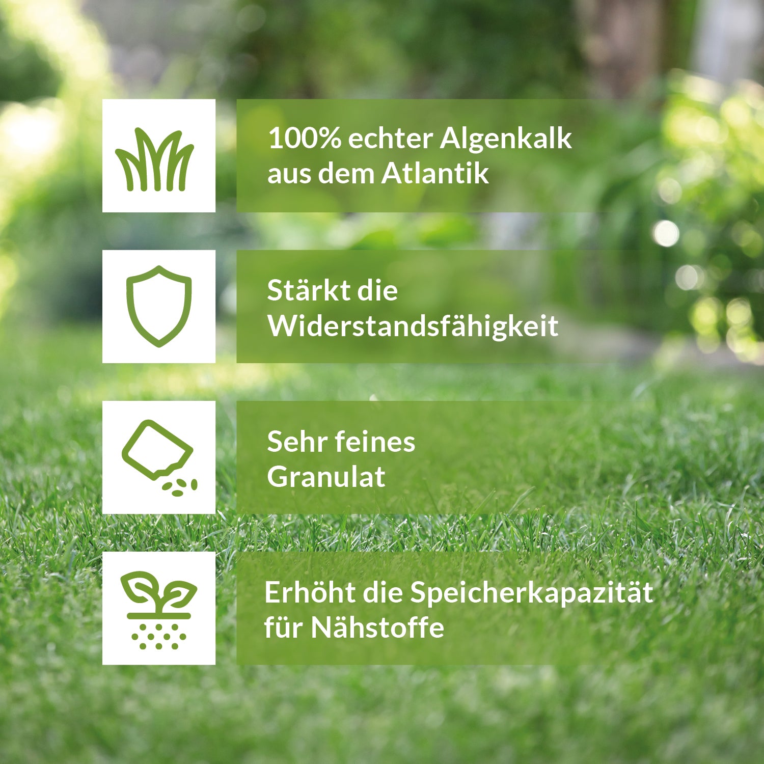 Infografik mit vier Vorteilen von TerraDomi Algenkalk auf grünem Rasenhintergrund: 100 % echter Algenkalk aus dem Atlantik, stärkt die Widerstandsfähigkeit, sehr feines Granulat, erhöht die Speicherkapazität für Nährstoffe.