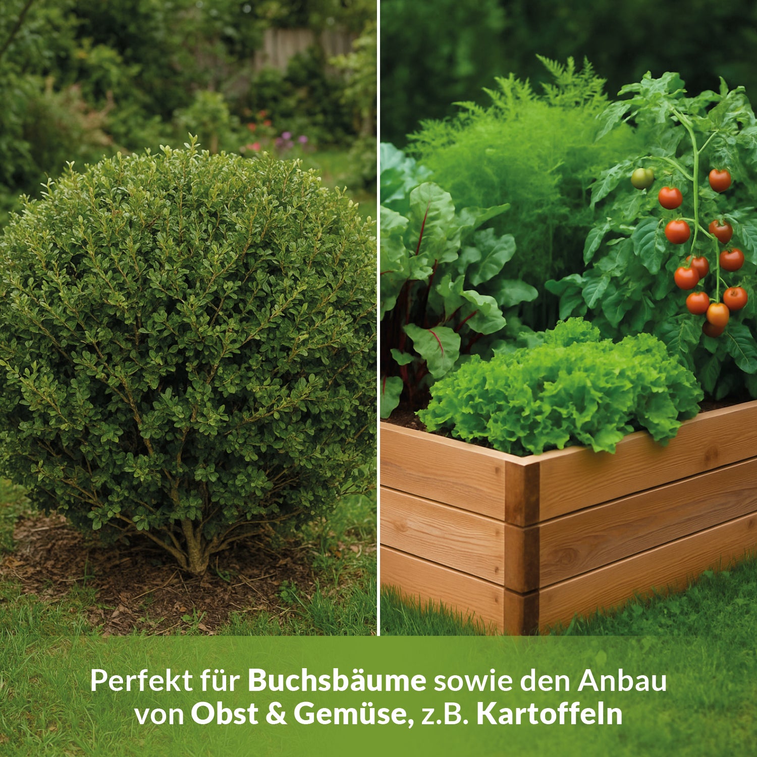 Zweiteilige Aufnahme: links ein runder Buchsbaum, rechts ein Hochbeet mit Tomaten, Salat und anderen Gemüsepflanzen. Text: Perfekt für Buchsbäume sowie den Anbau von Obst und Gemüse, z. B. Kartoffeln.
