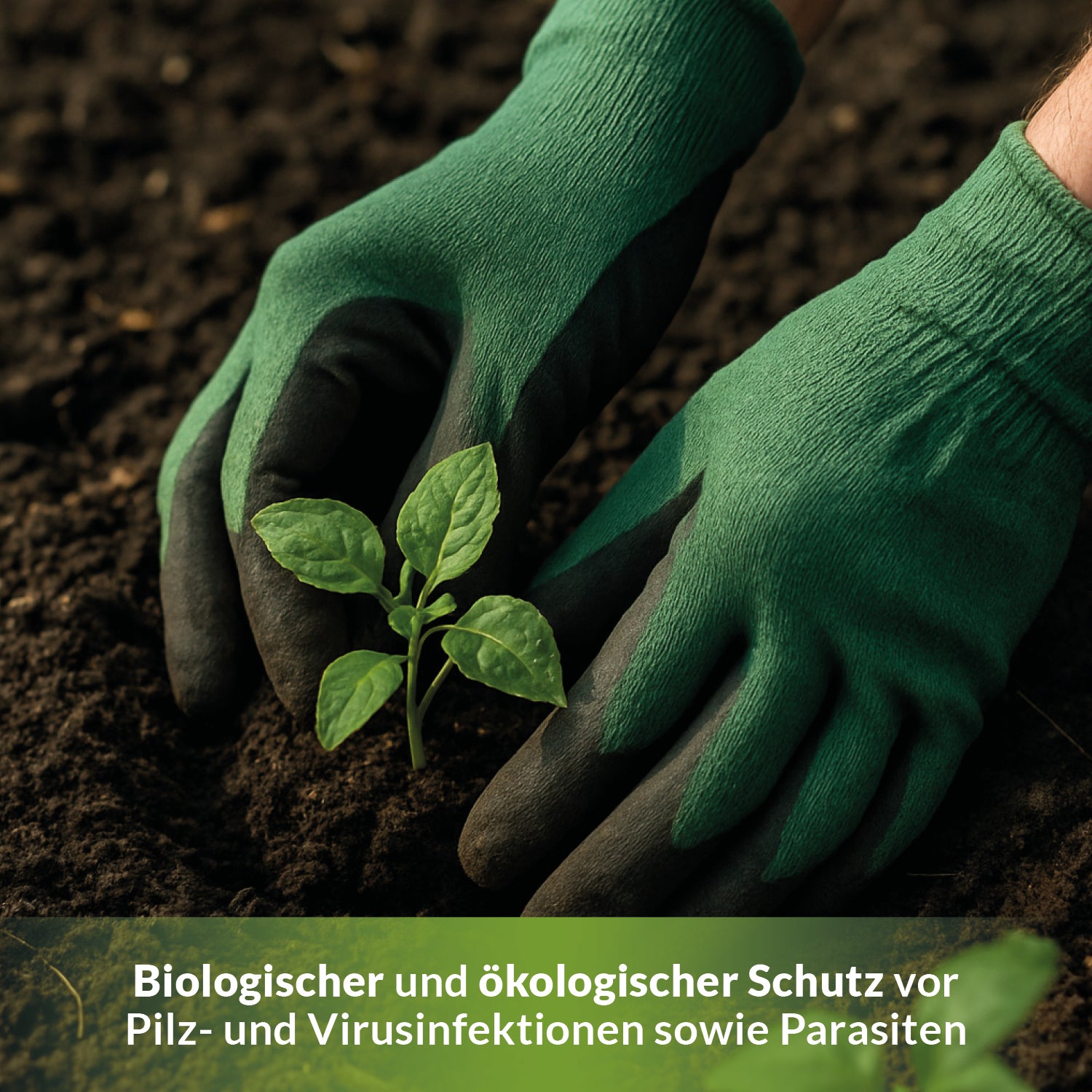 Hände mit grünen Gartenhandschuhen pflanzen einen kleinen Setzling in dunkle Erde. Text: Biologischer und ökologischer Schutz vor Pilz- und Virusinfektionen sowie Parasiten.