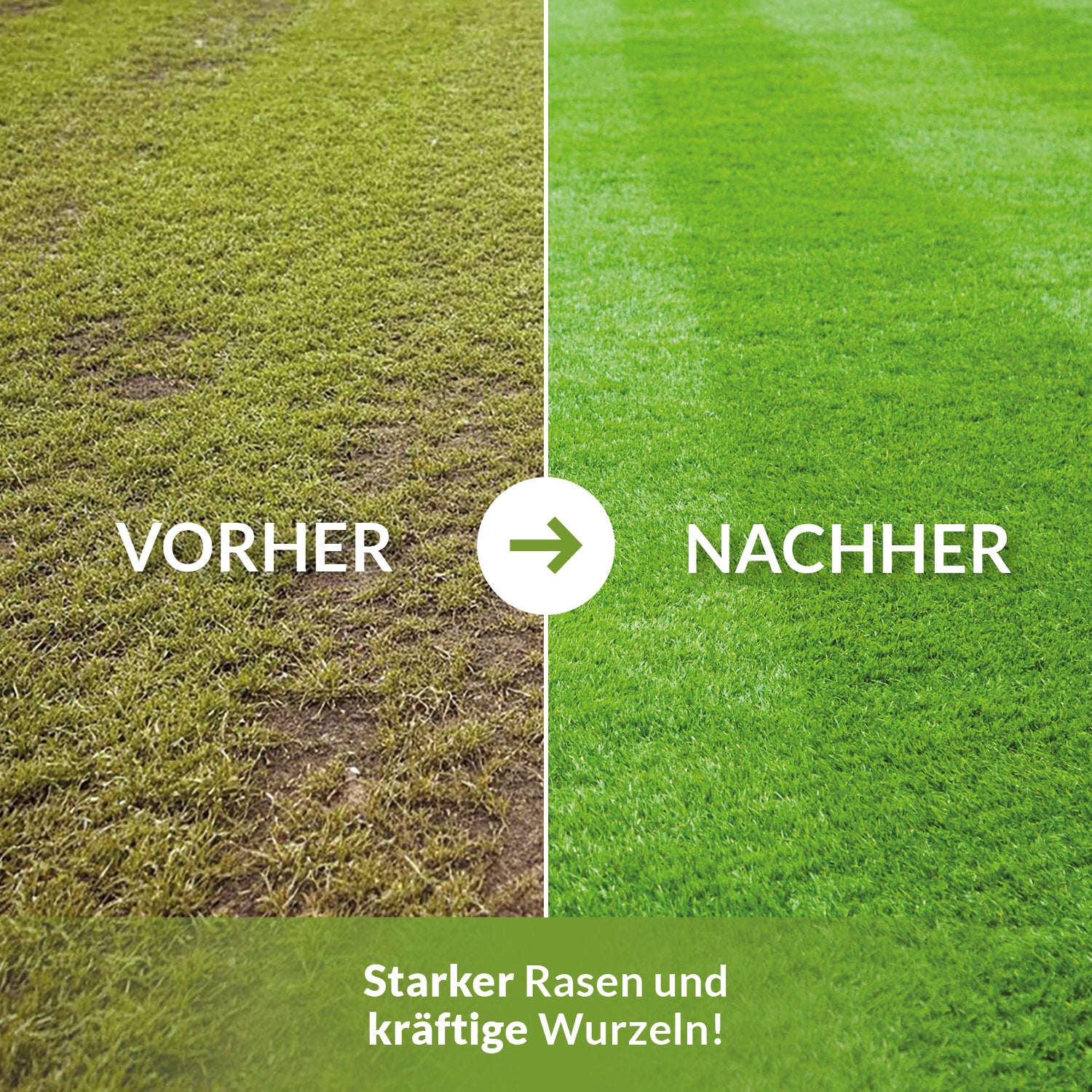 Vorher-Nachher-Vergleich einer Rasenfläche: links lückiger, gelblicher Rasen, rechts dichter, sattgrüner Rasen. Text: Starker Rasen und kräftige Wurzeln.