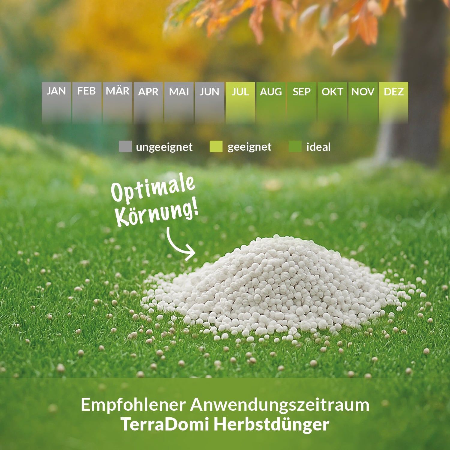 Infografik mit empfohlenem Anwendungszeitraum für TerraDomi Herbstdünger: Geeignet von Juli bis Dezember, ideal von August bis November, ungeeignet von Januar bis Juni. Im Vordergrund ein Haufen weißes Düngerkorn mit Text: Optimale Körnung.