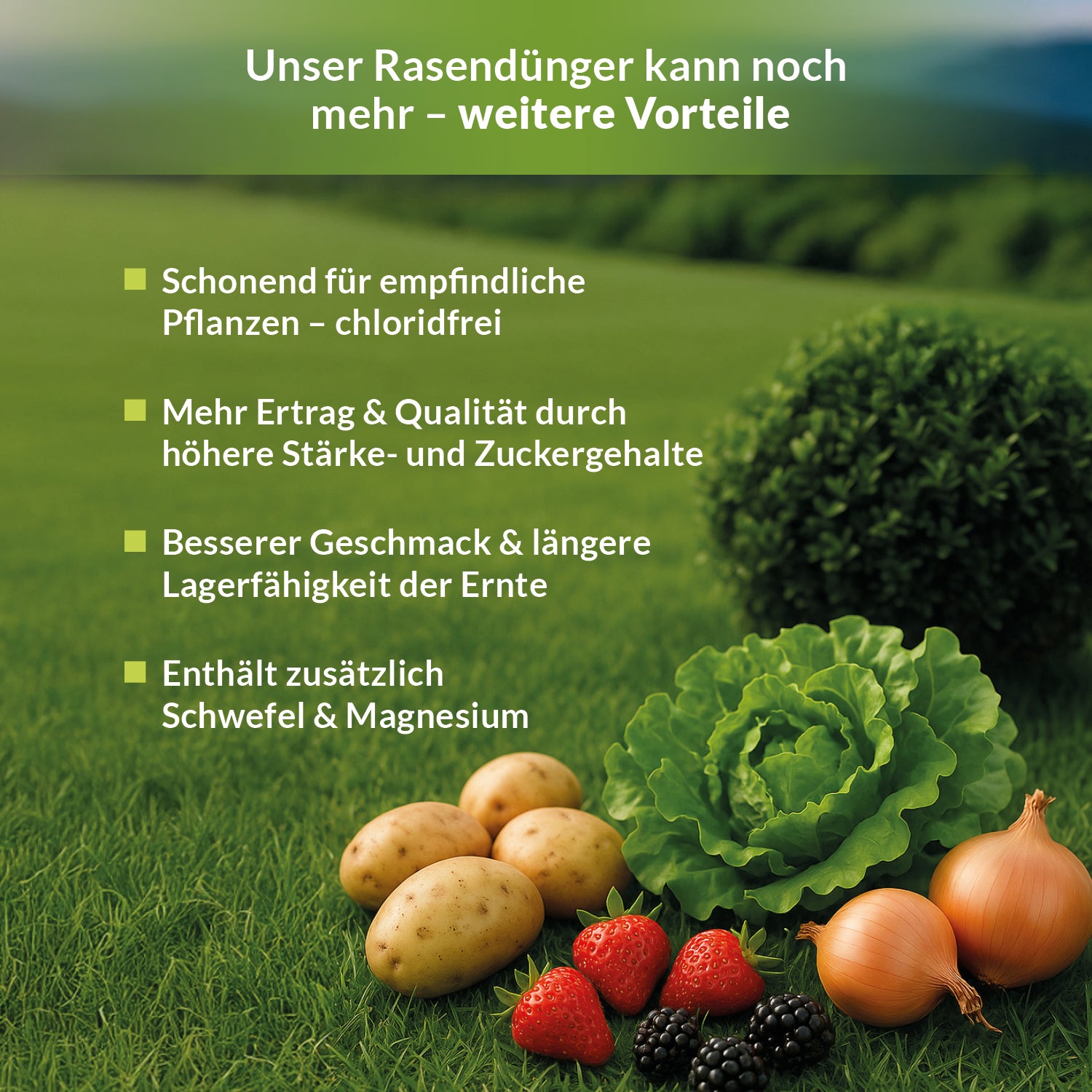 Produktgrafik zu den Vorteilen eines chloridfreien Düngers: schonend für empfindliche Pflanzen, mehr Ertrag und Qualität durch höhere Stärke- und Zuckergehalte, besserer Geschmack und längere Lagerfähigkeit der Ernte, zusätzlich mit Schwefel und Magnesium. Abgebildet sind Kartoffeln, Erdbeeren, Brombeeren, Salat und Zwiebeln auf einer grünen Wiese.