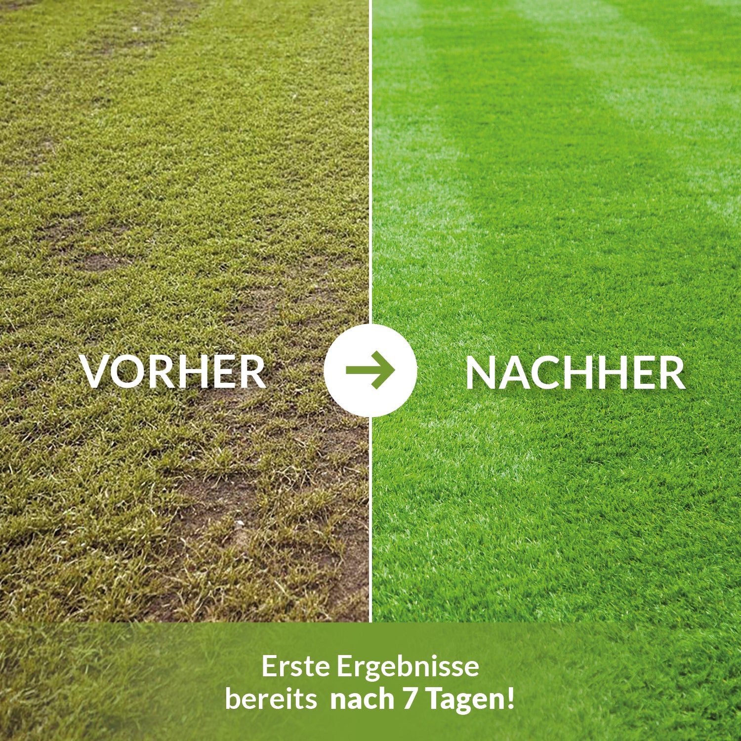 Vorher-Nachher-Bild einer Rasenfläche nach TerraDomi NPK-Dünger: links lückiger, gelber Rasen, rechts dichter, sattgrüner Rasen. Text: Erste Ergebnisse bereits nach 7 Tagen.