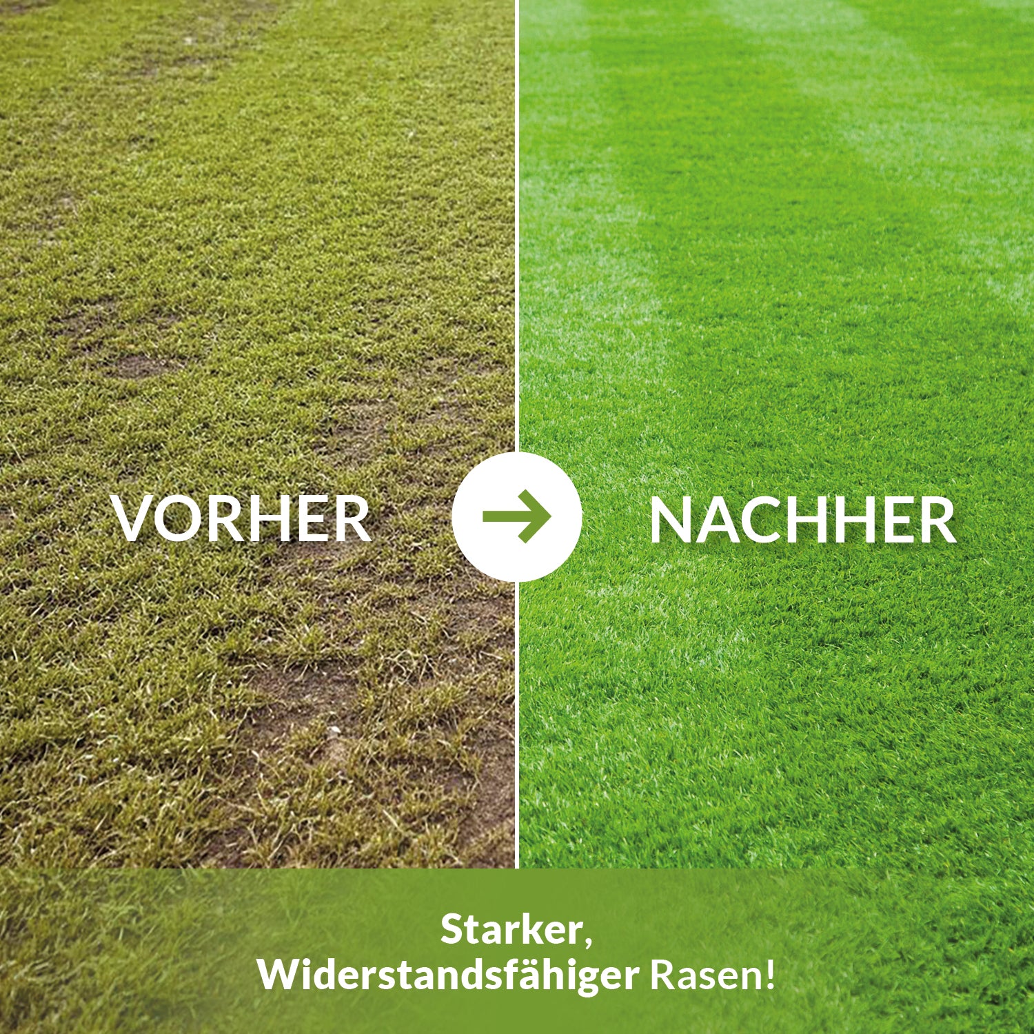 Linke Hälfte gelb-brauner Rasen, rechte Hälfte dichter, sattgrüner Rasen, Text „Starker, widerstandsfähiger Rasen!“.