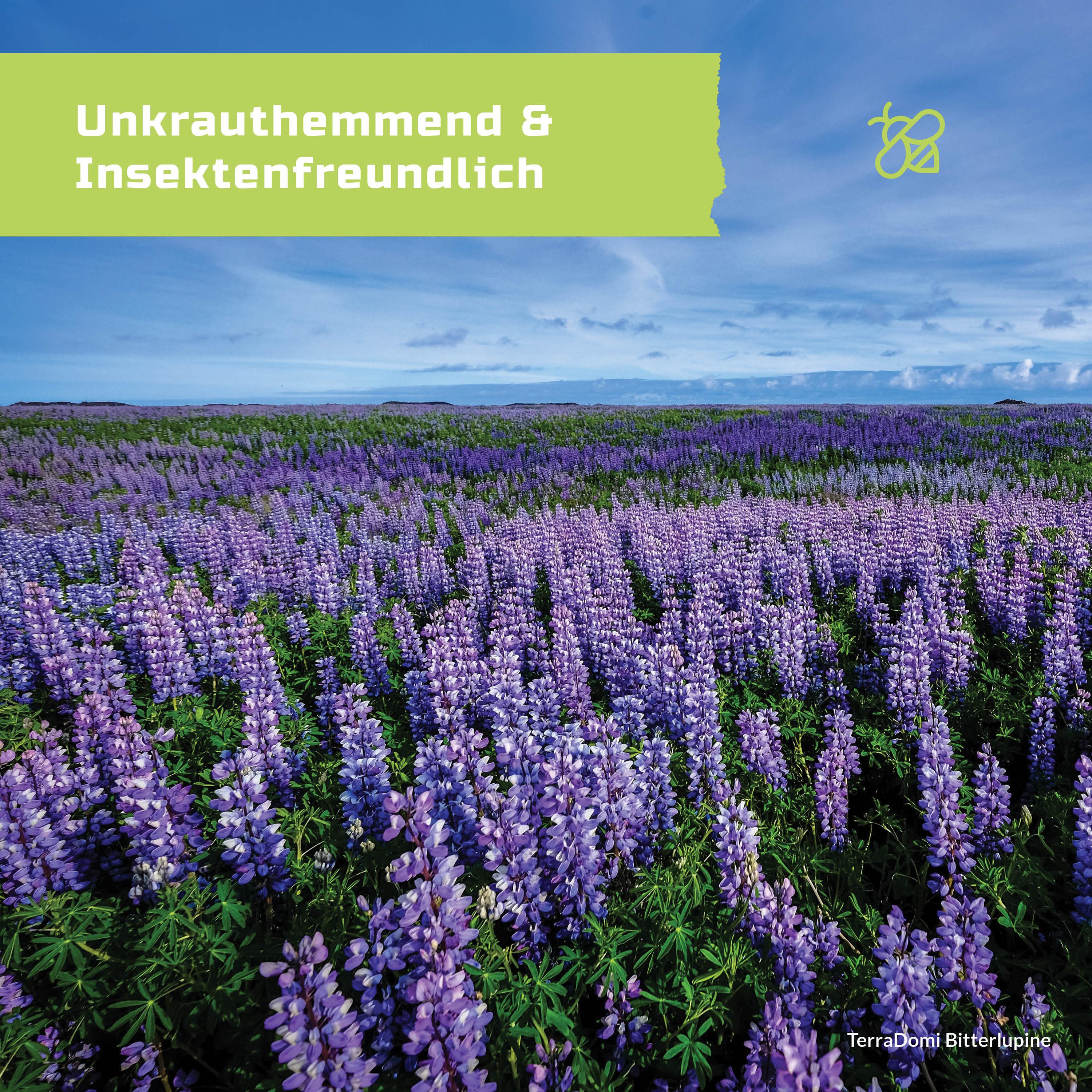 Blumenmischungen_Bitterlupine_Grafik_Amazon4