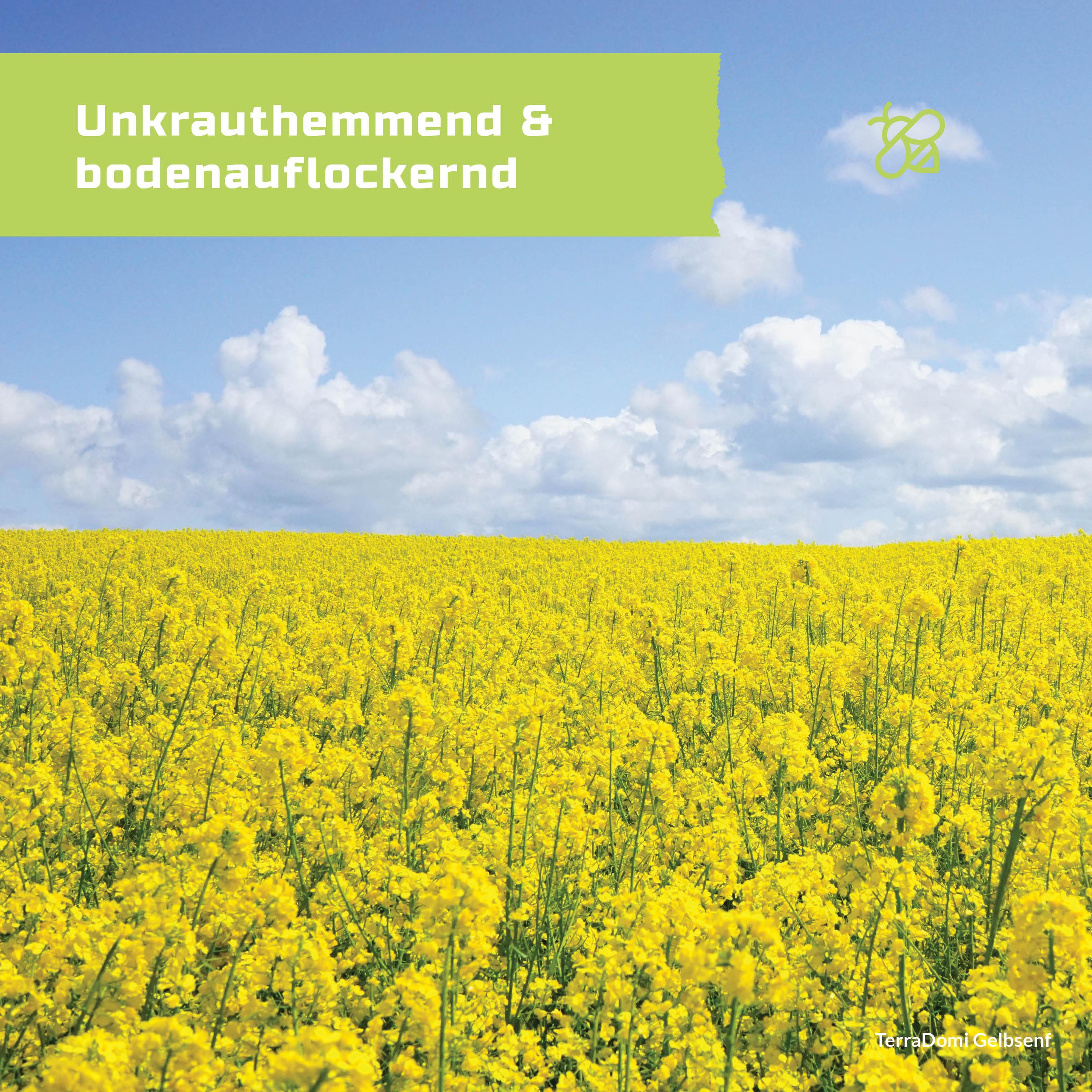Blumenmischungen_Gelbsenf_Grafik_Amazon4