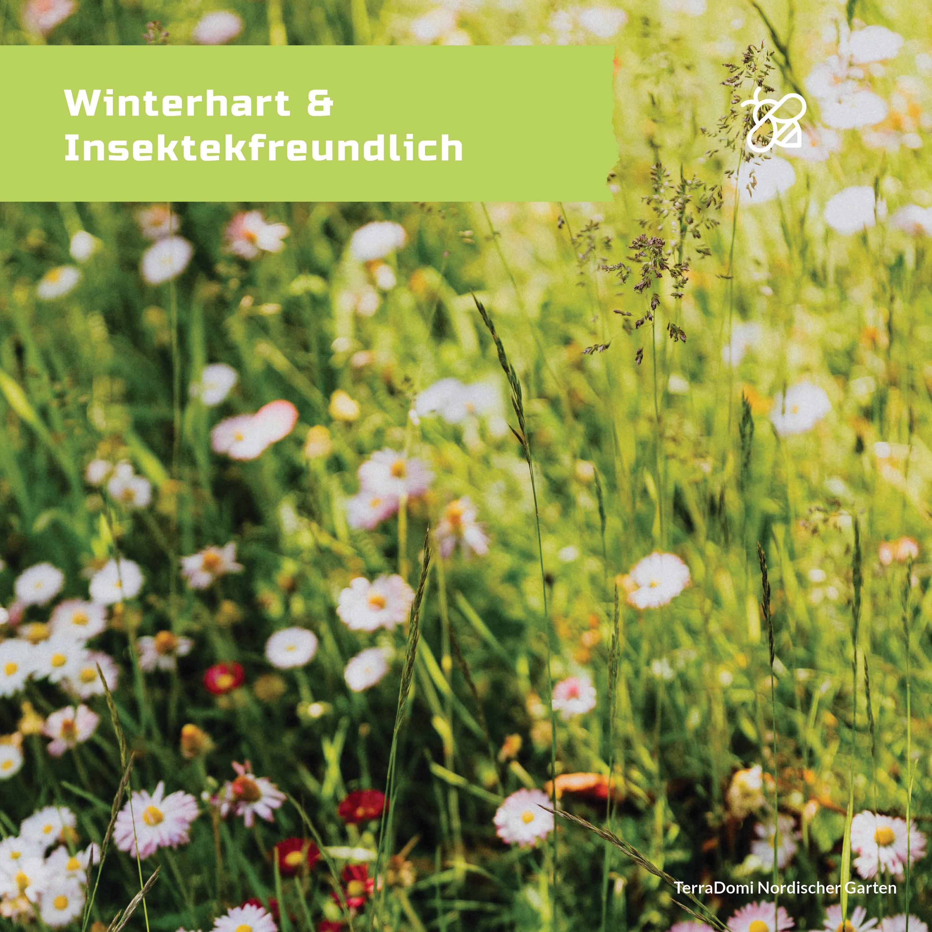 Blumenmischungen_NordischerGarten_Grafik_Amazon4