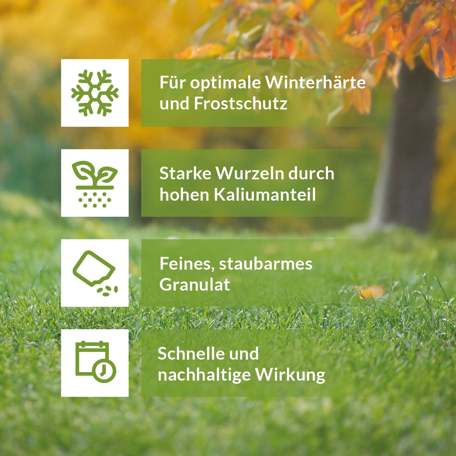 Infografik mit vier Vorteilen von Herbstdünger vor herbstlichem Rasenhintergrund: Optimale Winterhärte und Frostschutz, starke Wurzeln durch hohen Kaliumanteil, feines staubarmes Granulat, schnelle und nachhaltige Wirkung.