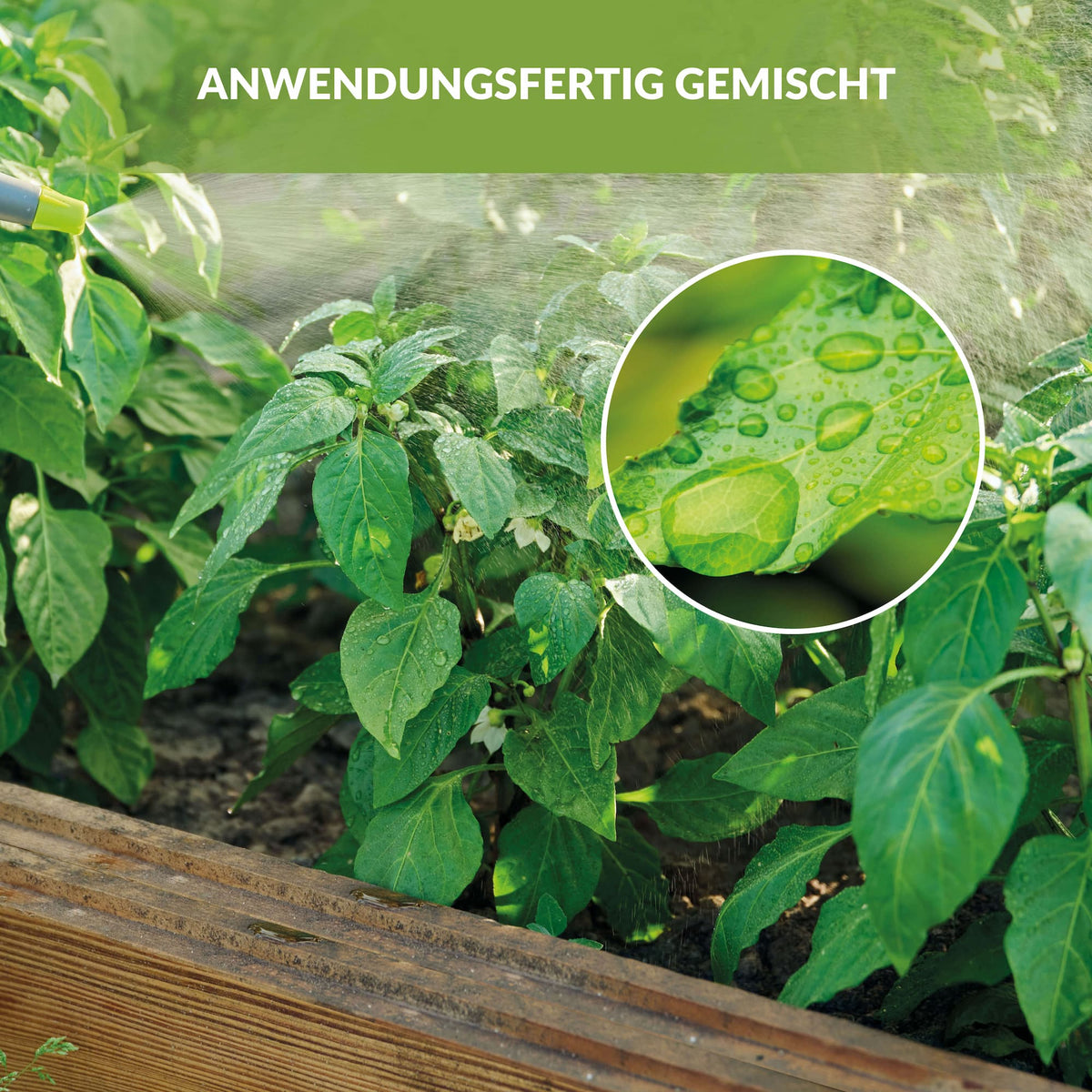 Mit Neemöl besprühte Gartenpflanzen mit sichtbaren Wassertropfen auf den Blättern