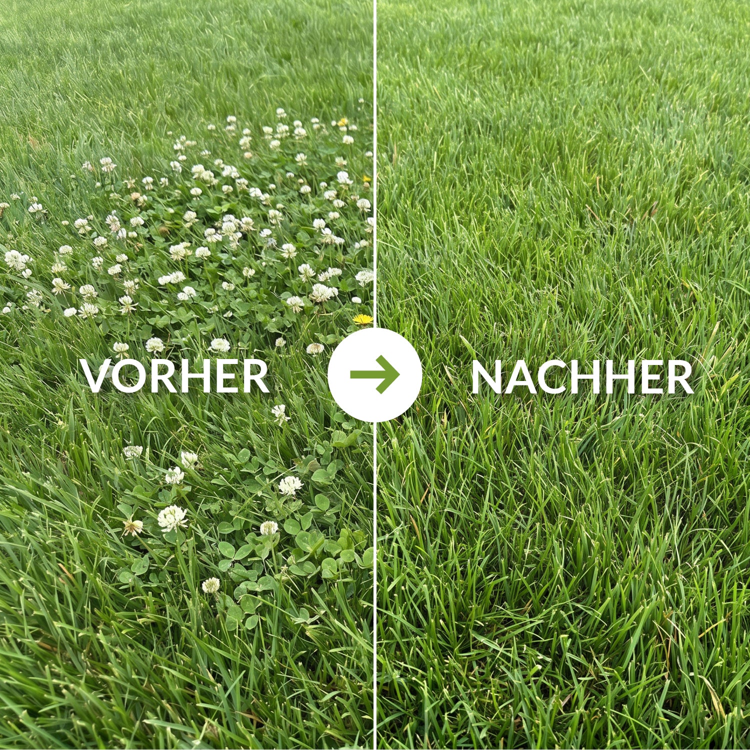 Vorher-Nachher-Vergleich eines Rasens nach der Anwendung von TerraDomi Dicotex gegen Klee und Unkraut.