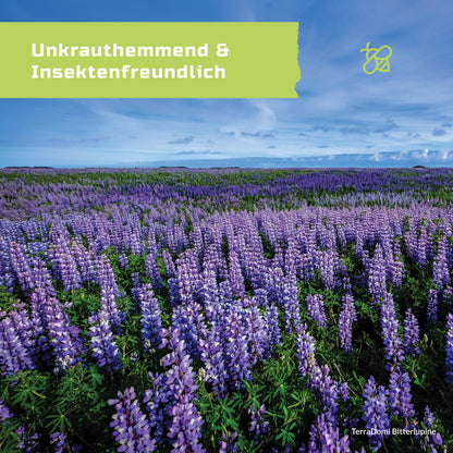 Blumenmischungen_Bitterlupine_Grafik_Amazon4