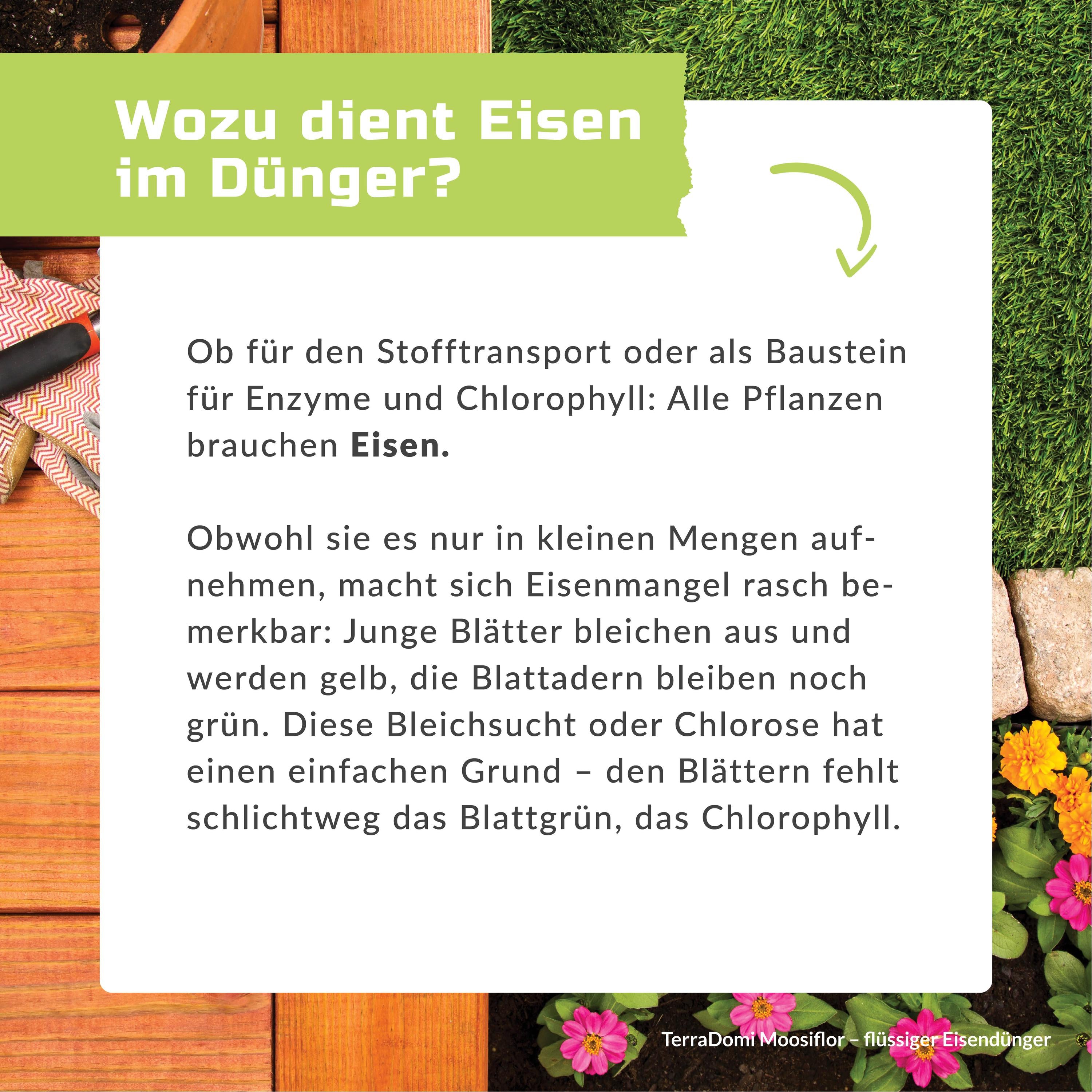Grafiken_Moosiflor4